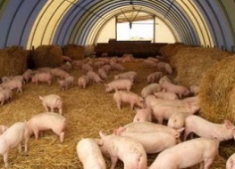 Арендатор свинофермы два месяца незаконно пользовался водопроводом